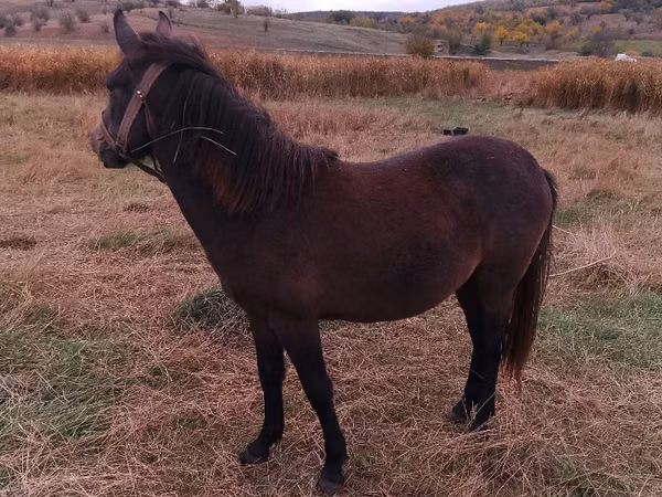 Jument, Chevaux