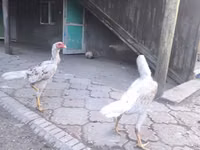 Shamo chickens — foto 6