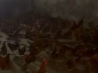 Chickens — புகைப்படம் 2