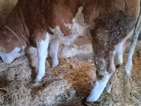 Krowa, Simmental cattle — zdjęcie 3