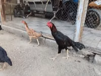 Chickens — 3-rasm