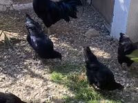 Ayam Cemani — photo 7