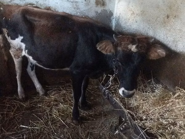 Vaca, Simmental cattle