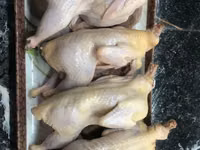 Quails — zdjęcie 2