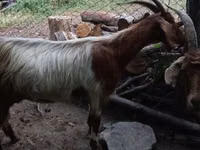 Kozioł, Kozy — zdjęcie 2