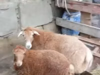 பெண் ஆடு, ஆடுகள் — புகைப்படம் 1