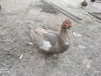 Ducks — foto 2