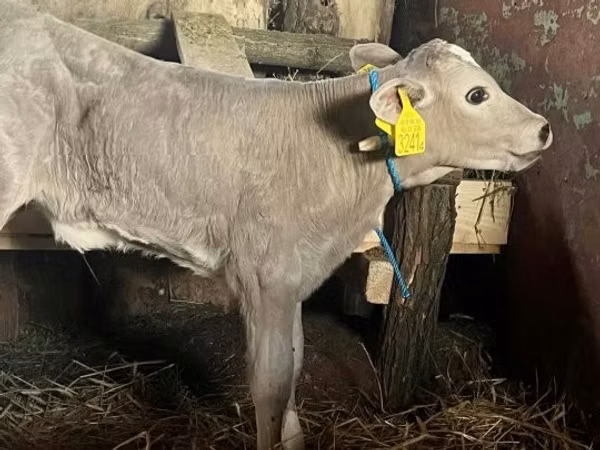 İnek, Charolais cattle