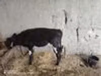 गाय, मवेशी — फ़ोटो 6