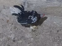 Yapon Bantam — foto 1