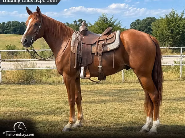 雄馬, Missouri foxtrotter