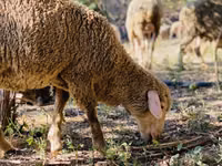 Қошқар, Merinoland sheep — 7-сурет