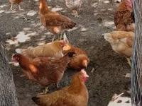 Chickens — Foto 2