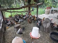 Dutch Bantam — photo 7