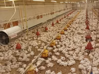 Chickens — zdjęcie 7