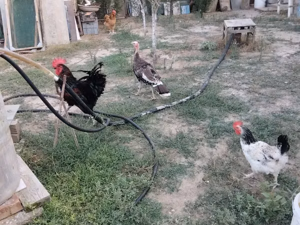Chickens — أذربيجان