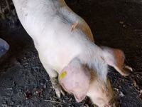 Sow, Pigs — photo 2