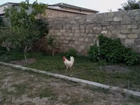 Chickens — 写真 4