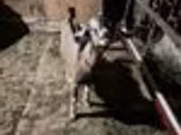Kozel, Nubian Goat — foto 5