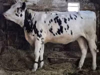 母牛, Russian Black pied cattle — 照片 1