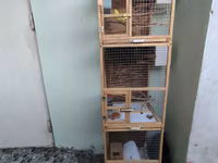 📢 SATILIR – 3 Mərtəbəli Taxta Qəfəs + 2 Cüt Məhəbbət Quşu Möhkəm və — foto 1