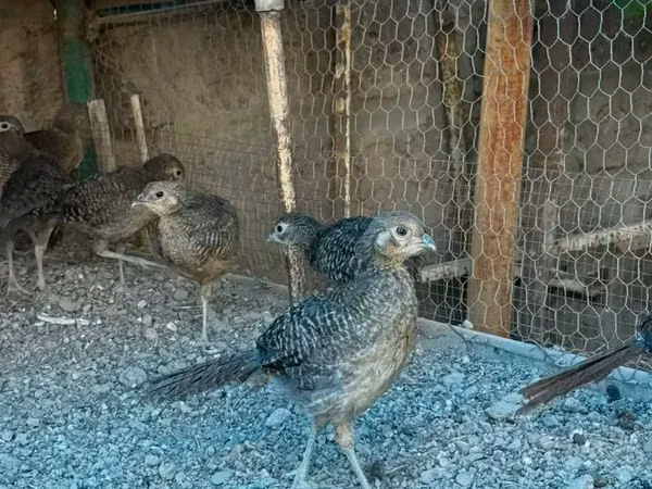Guinea fowl