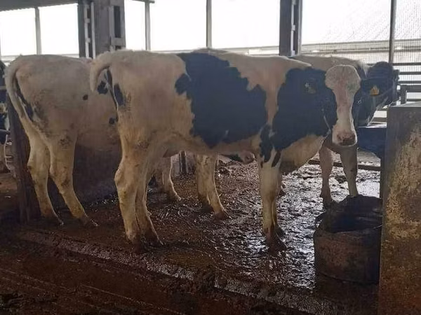 牛（ロット、性別未指定）, Russian Black pied cattle