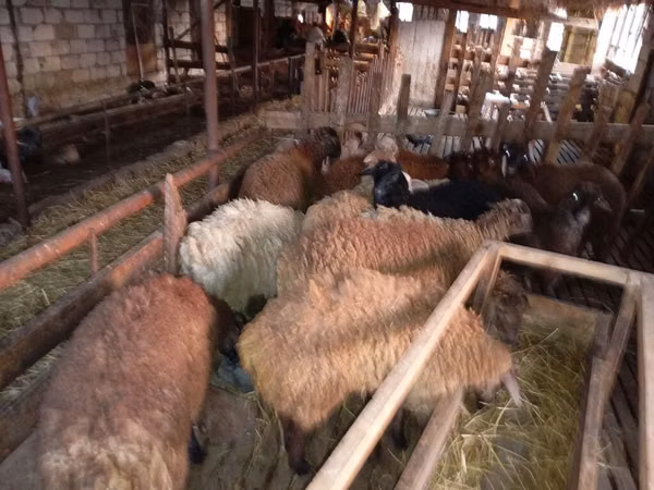 Beran, Ovce