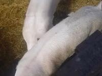 Locha, Świnie — zdjęcie 4