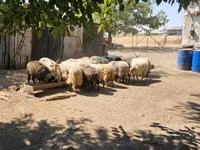 雄羊, Racka sheep — 写真 4