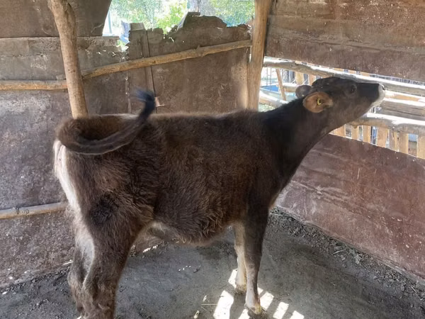 母牛, Cattle