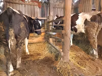 Vaca, Simmental cattle — foto 2