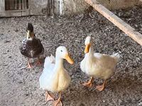 Ducks — zdjęcie 4