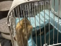 7 ədəd hamster və qəfəs dəsti - Növ: xırda ev heyvanı (hamster) - — photo 1