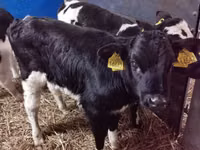 Byk, Russian Black pied cattle — zdjęcie 3
