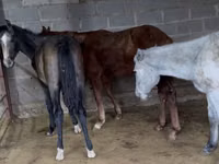 Caballo, French Trotter — foto 2