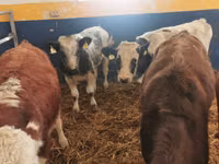 Taureau, Simmental cattle — photo 2