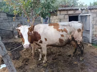 İnek, Simmental cattle — foto 1