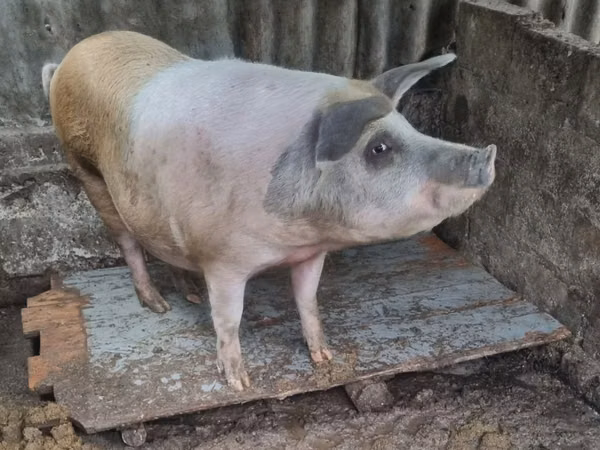 Sow, Pigs
