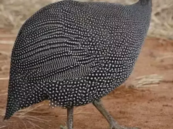Guinea fowl
