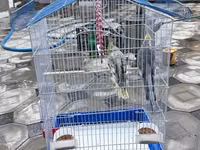 Nimfa (Cockatiel) cütlüyü və qəfəs dəsti - Növ: Nimfa tutuquşusu — Foto 4