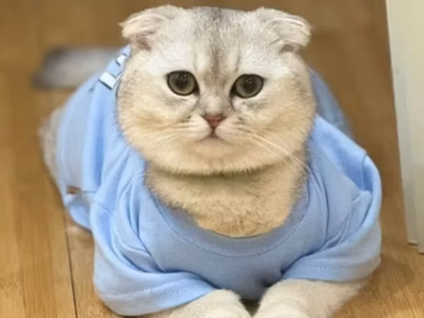 Pişiyin 1 yaş 5 aylıqdır. Ağ rəngdədir, cinsi Scottish Fold-dur
