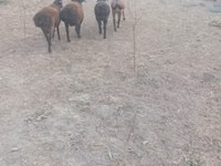 Owce (partia, płeć nieokreślona), Owce — zdjęcie 1