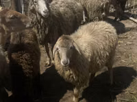 Moutons (lot, sexe non indiqué), Moutons — photo 6