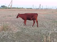 Vaca, Vaca da estepe vermelha — foto 3