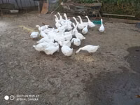 Geese — foto 2