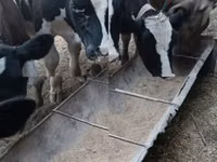 Býk, Russian Black pied cattle — foto 3