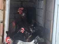 Chickens — الصورة 2