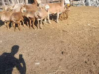 Ram, Arashan sheep — photo 4