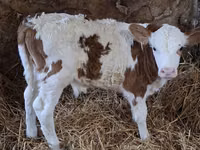 காளை, Simmental cattle — புகைப்படம் 2